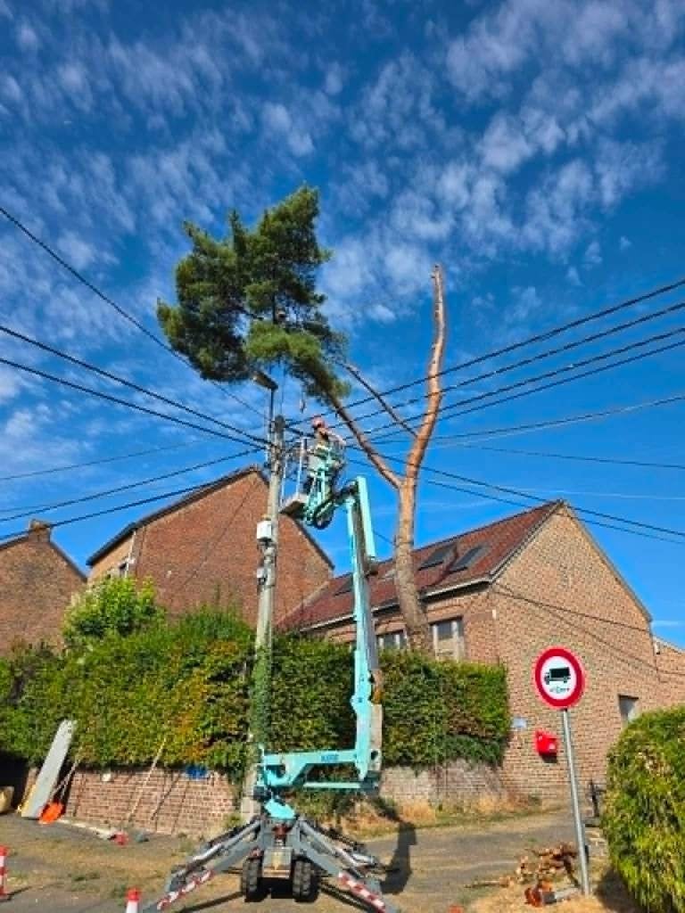 Travaux d'abattage / démontage / élagage d'arbres, Jardin & Terrasse, Enlèvement