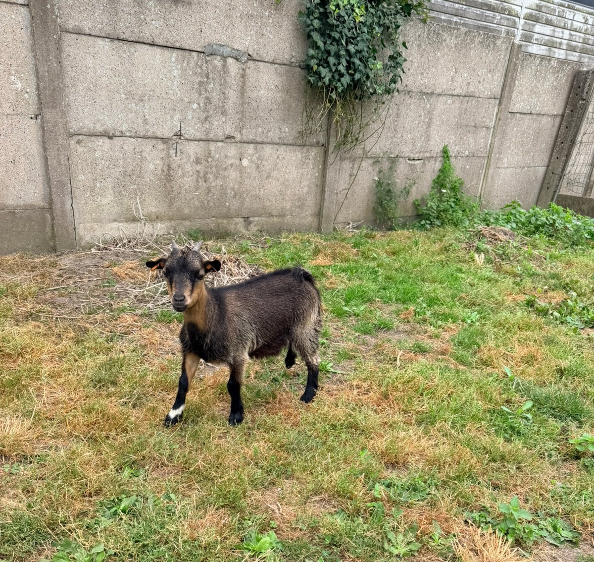 Dwerggeitje, Dieren en Toebehoren, Schapen, Geiten en Varkens
