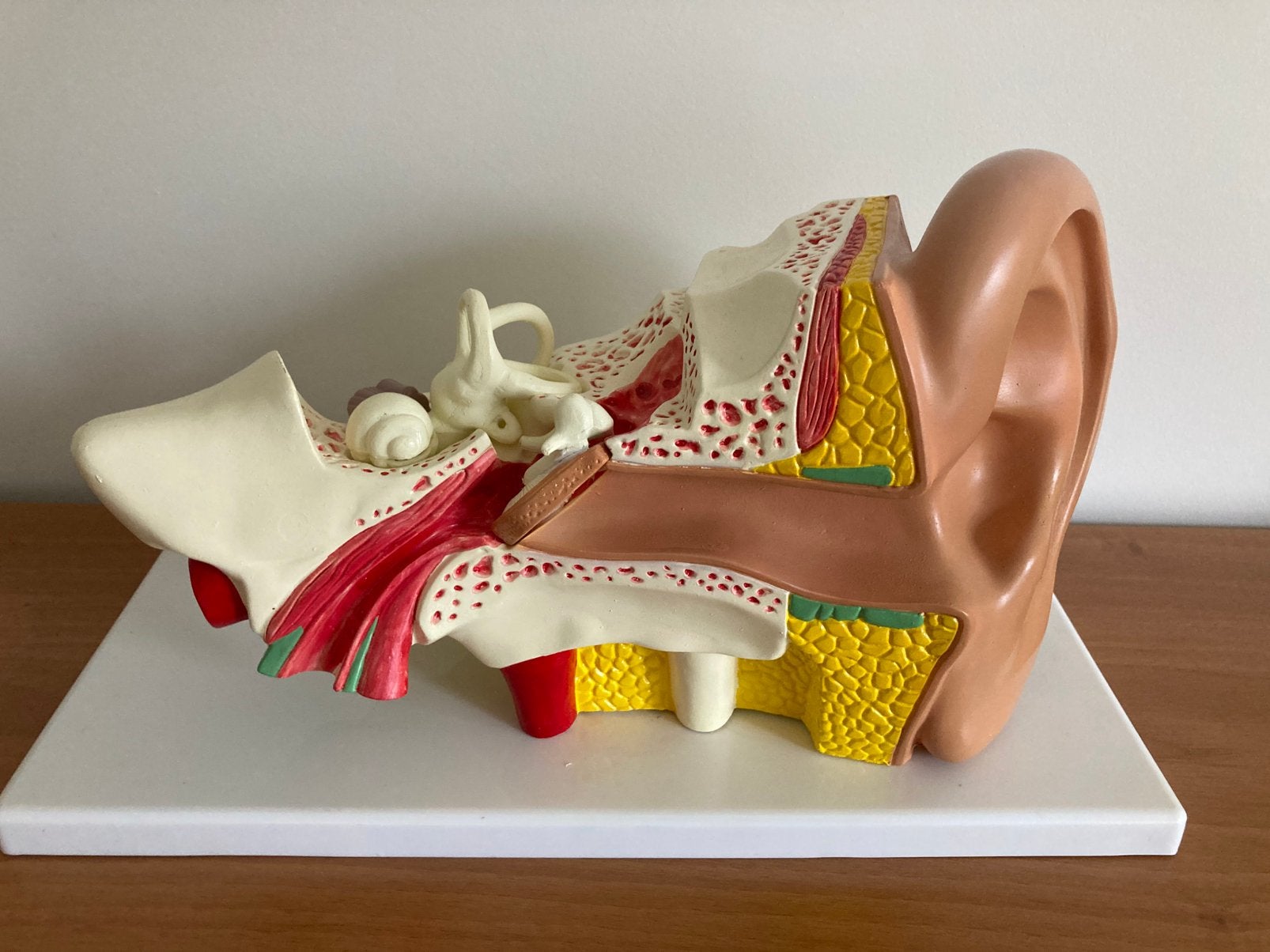 Anatomisch model oor, Antiek en Kunst, Ophalen