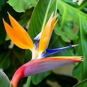 Strelitzia Reginea, Ophalen of Verzenden, Zomer