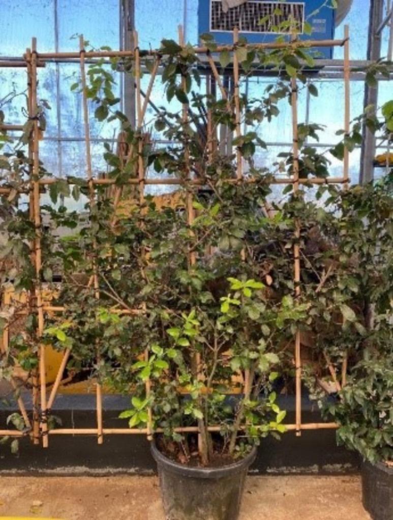 Quercus ilex. Leiscreens met bamboescherm