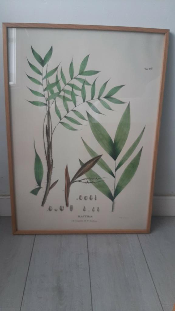Kader met botanische tekening, Enlèvement, Comme neuf, Imprimé