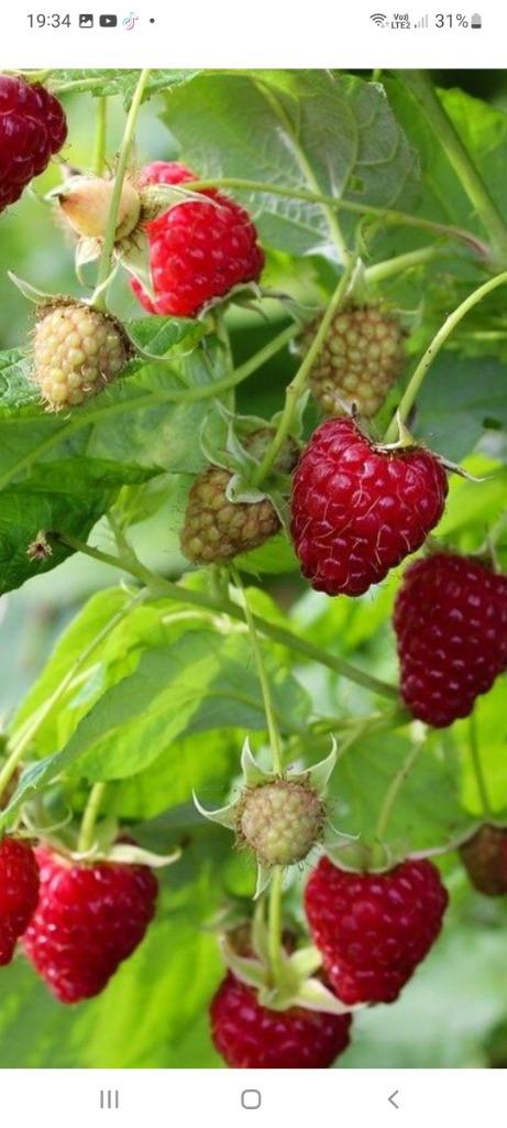 Frambozen plantje, Ophalen