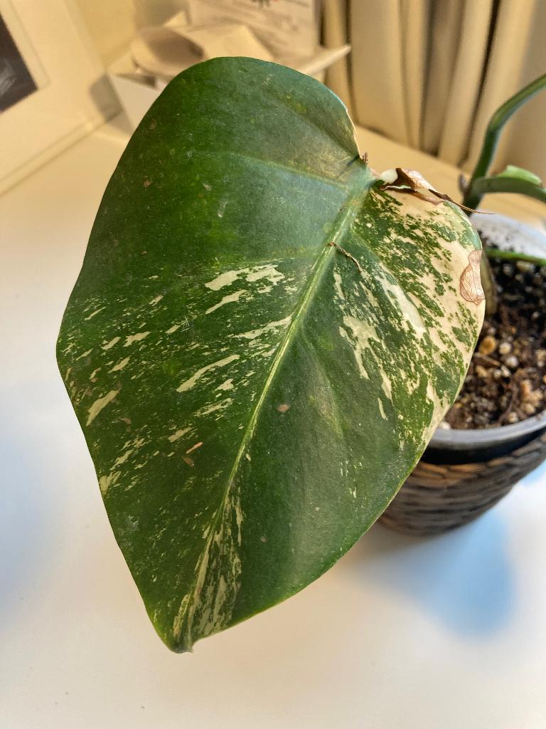 Monstera albo variegata, Huis en Inrichting, Kamerplanten, Overige soorten, Ophalen of Verzenden, In pot, Minder dan 100 cm