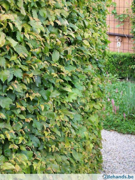 Haagplanten, Tuin en Terras, Ophalen, Siergrassen