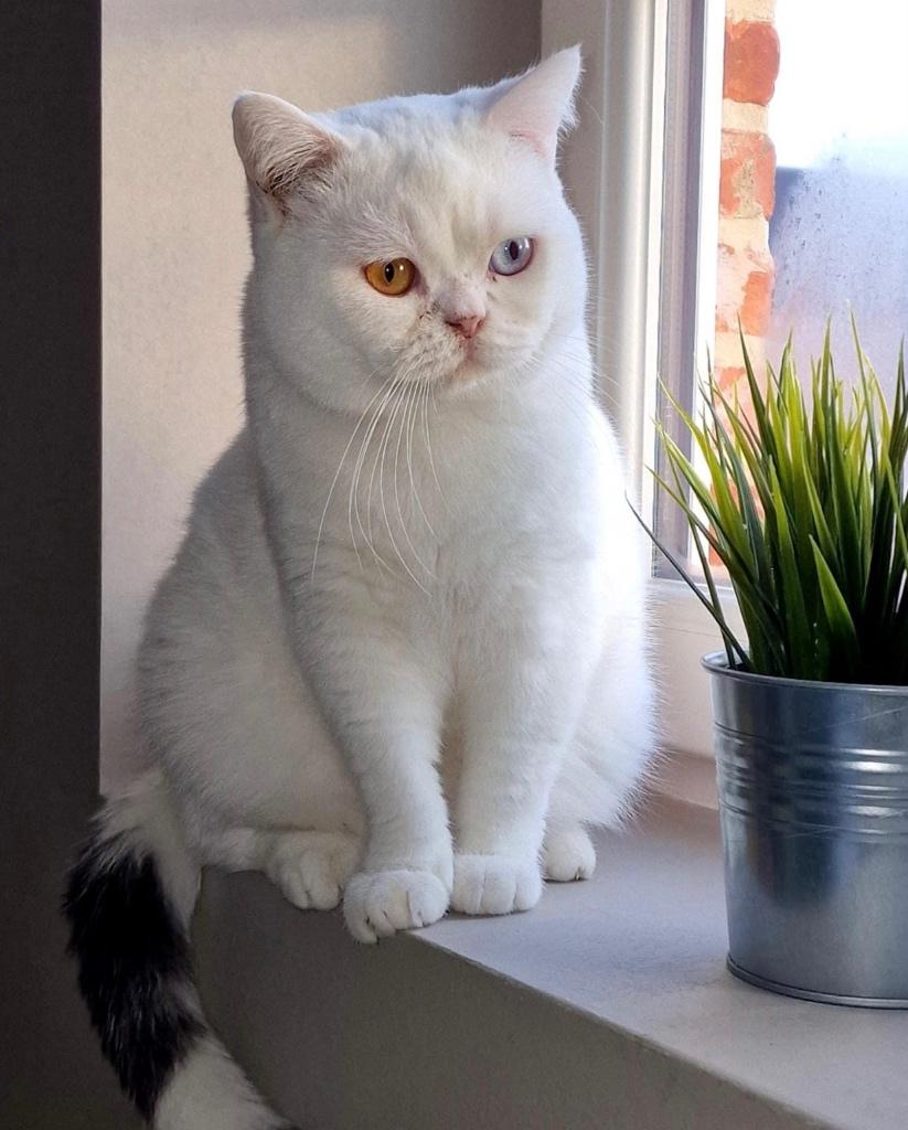 Dekkater Britse korthaar NIET TE KOOP, 3 à 5 ans