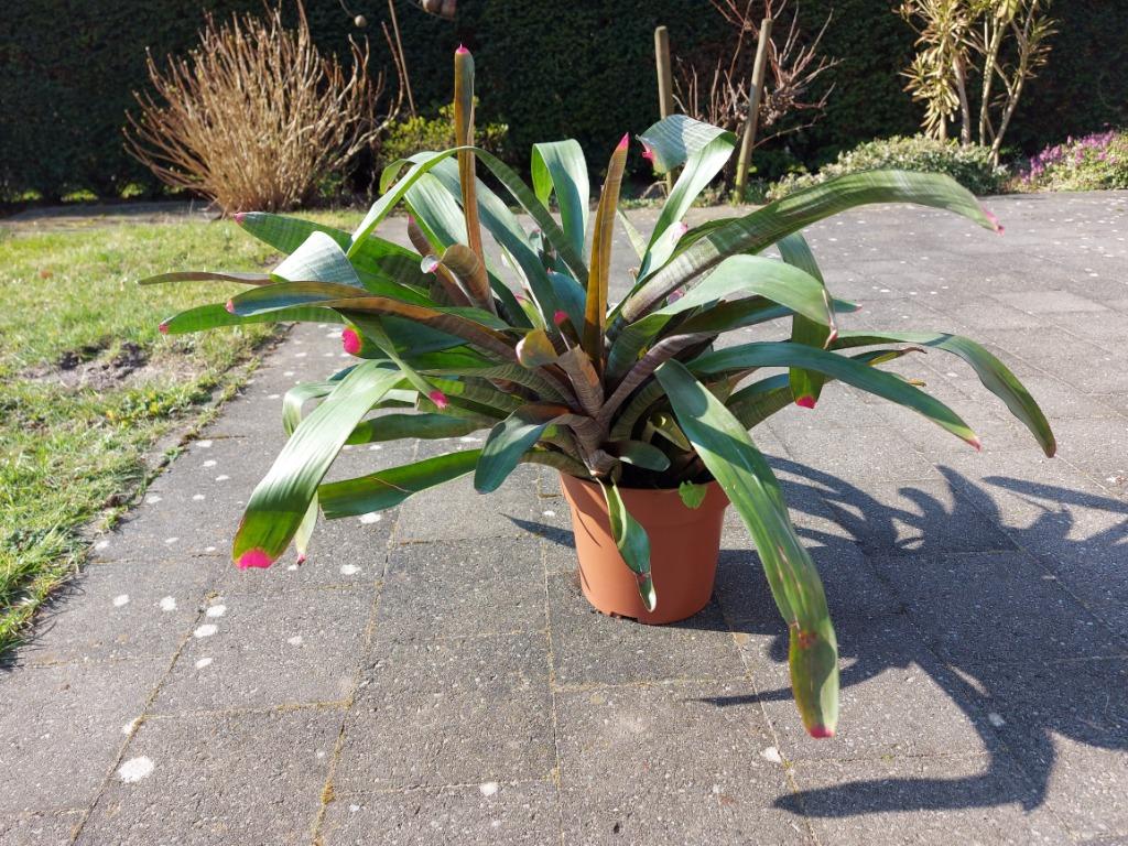 Bromelia planten te koop, Ophalen