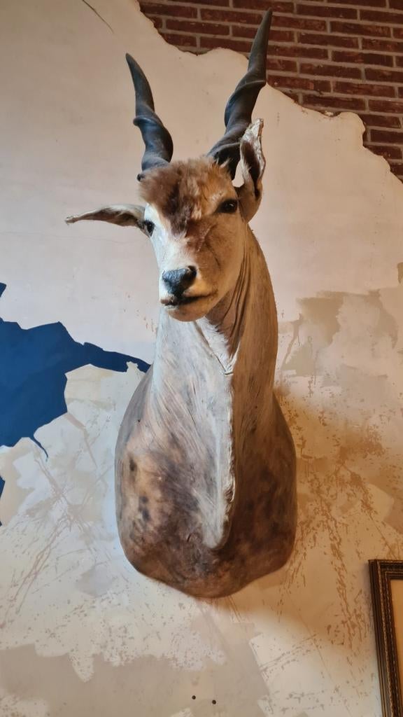 opgezette kop van hert / ree, Enlèvement, Cerf