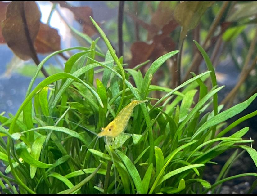 Gele garnalen, Yellow fire shrimp, jonge exemplaren, Dieren en Toebehoren, Kreeft, Krab of Garnaal