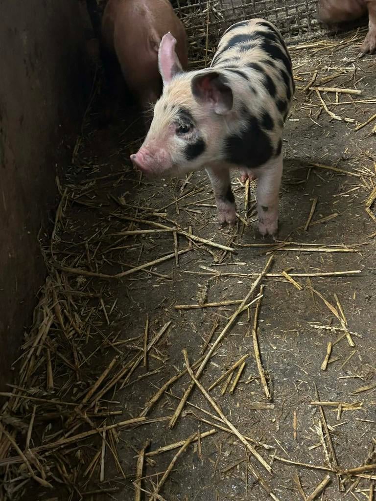 Duroc hussumer varkens te koop, Dieren en Toebehoren
