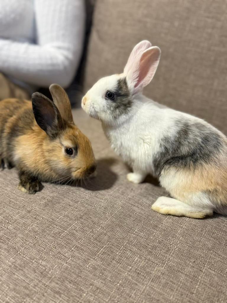 Konijnen & hok te koop, Dieren en Toebehoren, Vrouwelijk, Dwerg, 0 tot 2 jaar