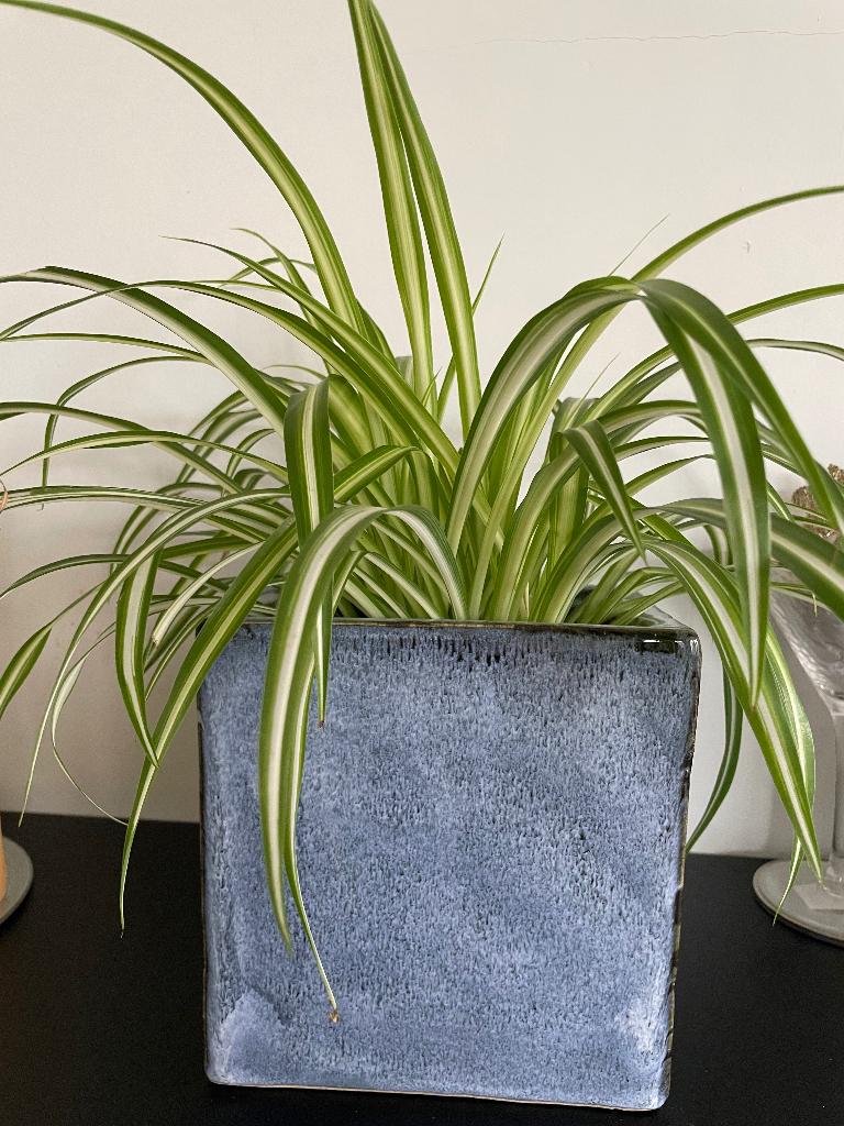 Plant in pot, Ophalen