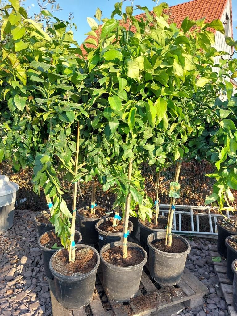 Citrussen, Tuin en Terras, Ophalen