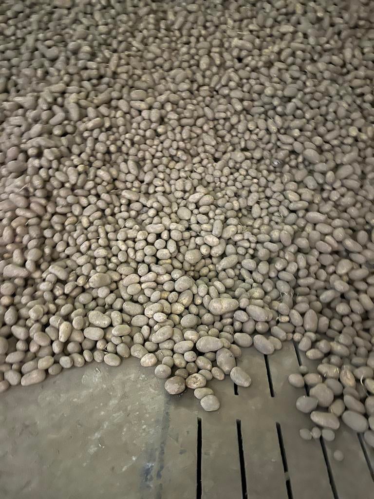 Pomme de terre variétés challenger, Enlèvement