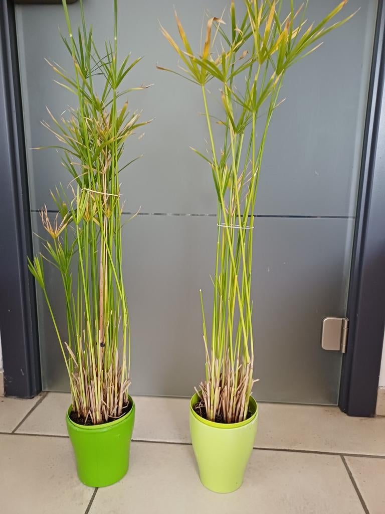 Papyrus planten, Enlèvement, Printemps