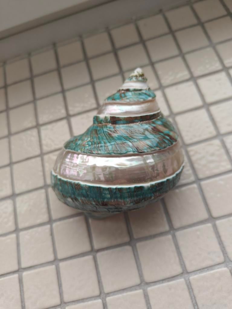 Schelp, Ophalen of Verzenden, Zo goed als nieuw
