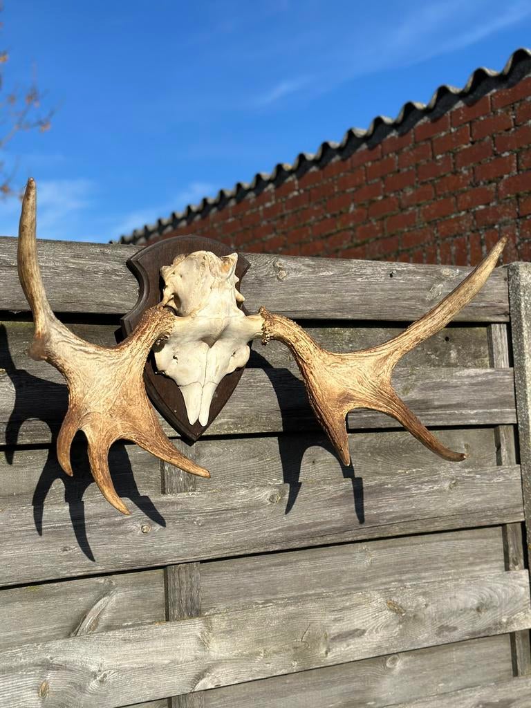 Eland schedel met gewei, Antiek en Kunst, Ophalen