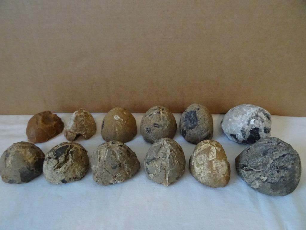 Trouver des sol d'oursins pétrifiés Rijckholt 19euros chacun, Collections, Minéraux & Fossiles, Enlèvement ou Envoi, Fossile