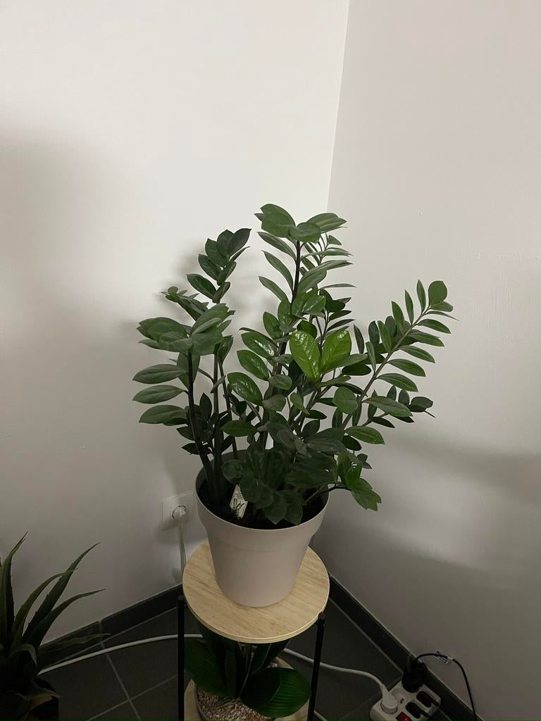 Zamioculcas plant, Huis en Inrichting, Ophalen
