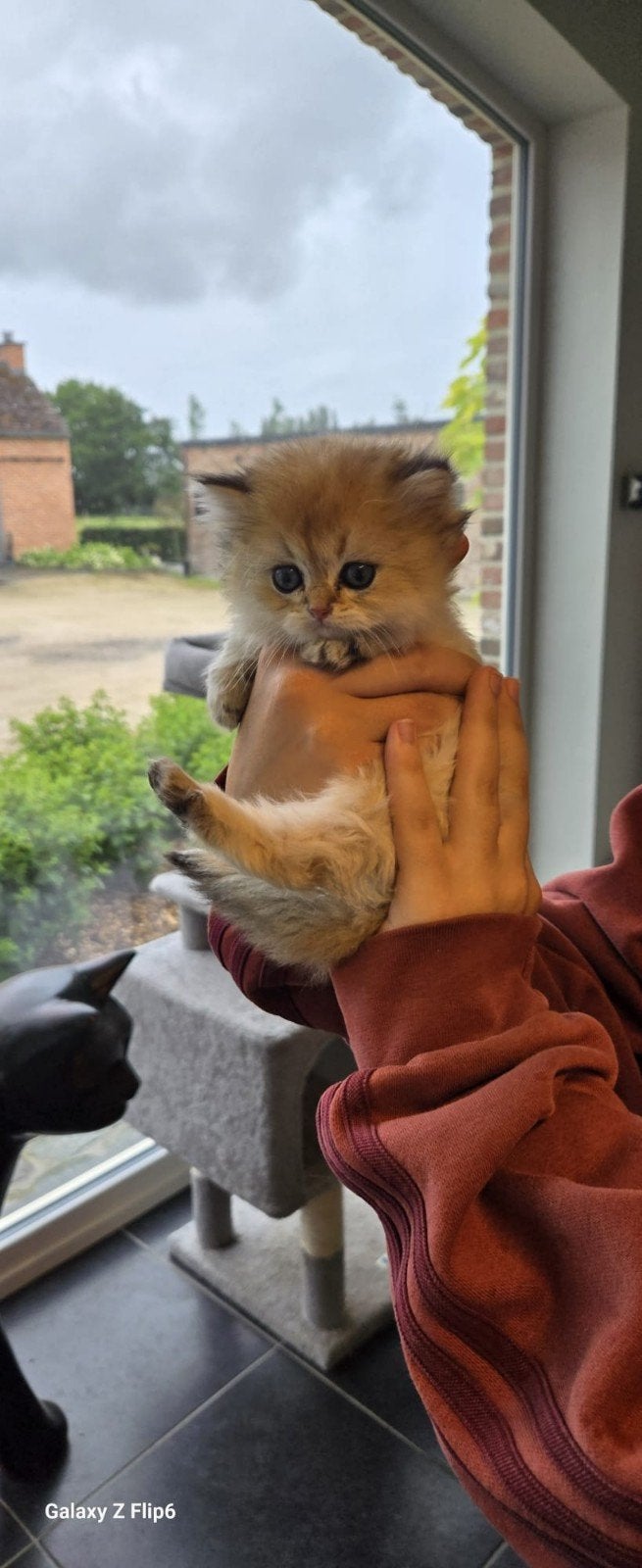 Chatons dorés britanniques à poil court à réserver, Plusieurs animaux, Vermifugé, 0 à 2 ans