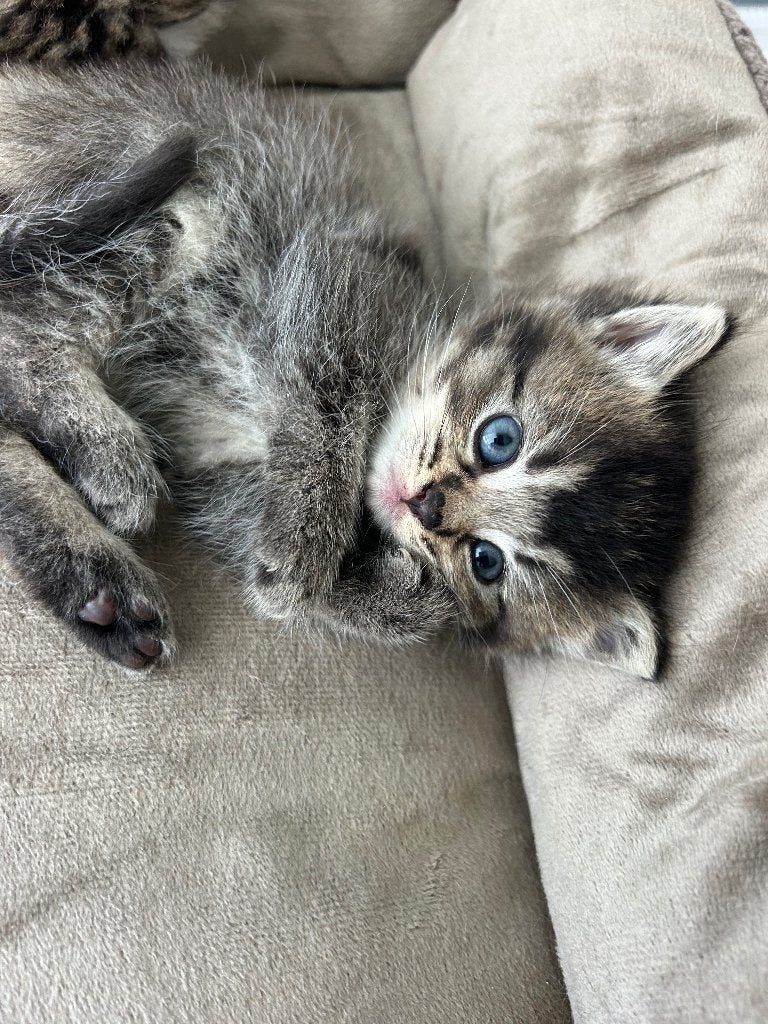 British shorthair, Animaux & Accessoires, Plusieurs animaux, Avec puce électronique, 0 à 2 ans
