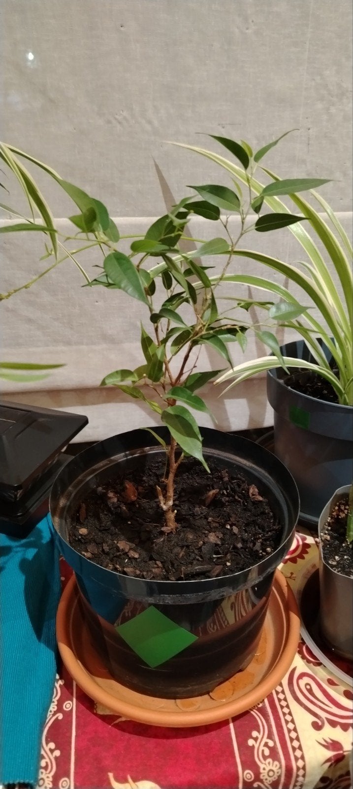 Petits ficus avec pot et secoupe, Maison & Meubles, Plantes d'intérieur, Enlèvement ou Envoi, Ficus