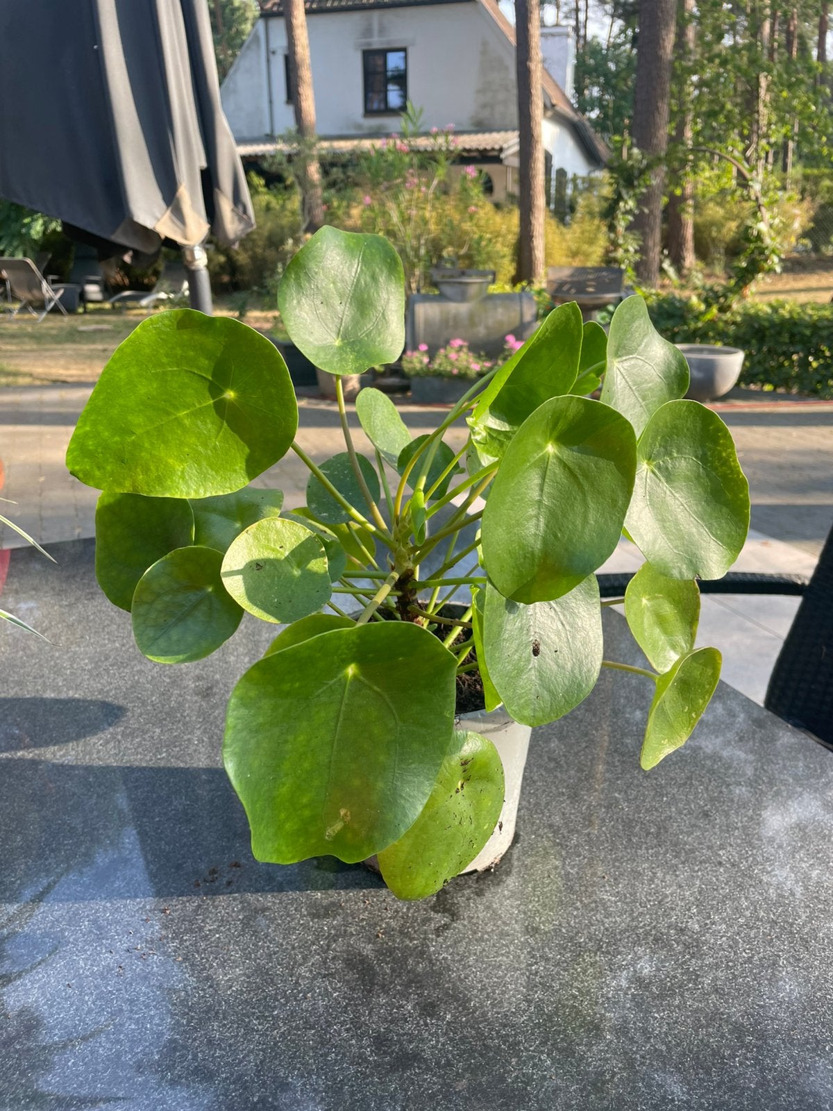 Pannenkoekenplant, Ophalen