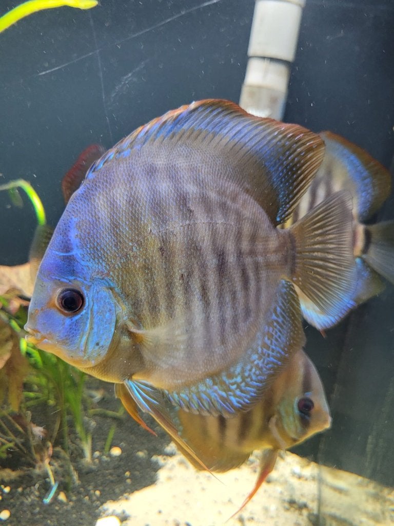 discus, Enlèvement, Comme neuf, Meuble d'aquarium, Oase
