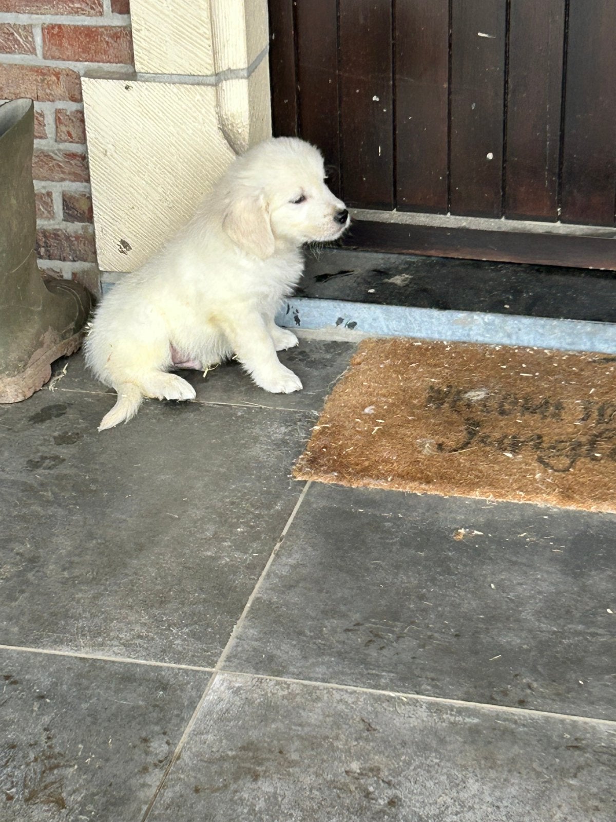 Mooi nestje golden retrievers, Dieren en Toebehoren, België, Reu, 8 tot 15 weken, Eén hond