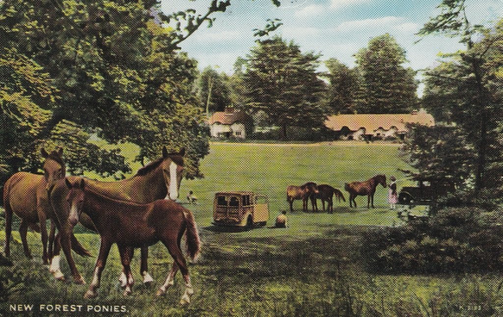 NEW  FOREST  PONY'S, Verzenden, 1940 tot 1960, Gelopen, Paard