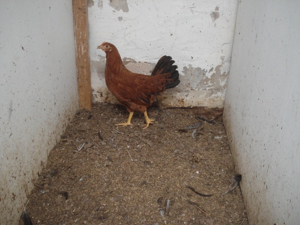 hen bruin gestippeld, Dieren en Toebehoren, Vrouwelijk, Kip