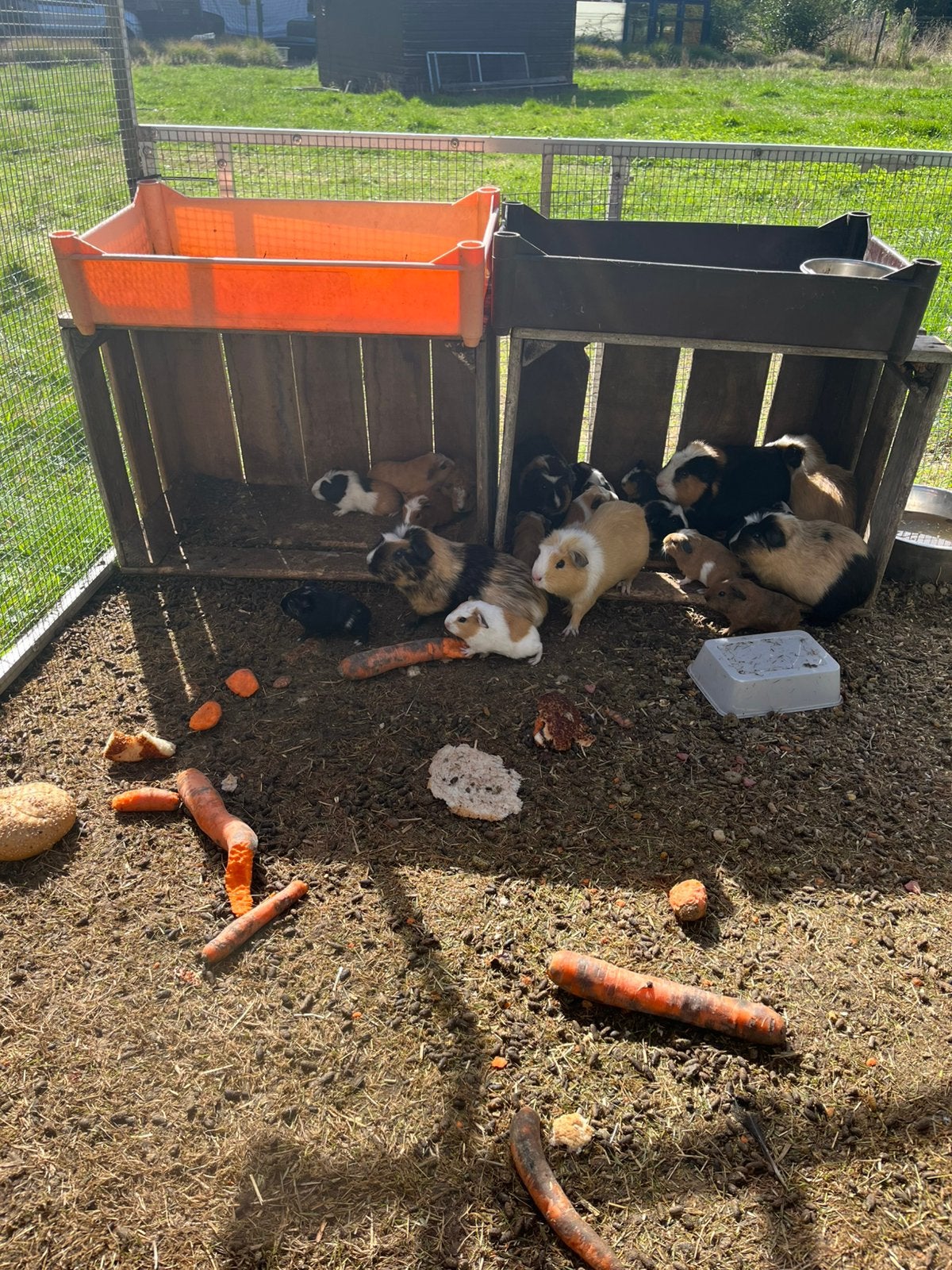 Cavia’s te koop, Animaux & Accessoires, Rongeurs, Juillet, Plusieurs animaux, Cobaye