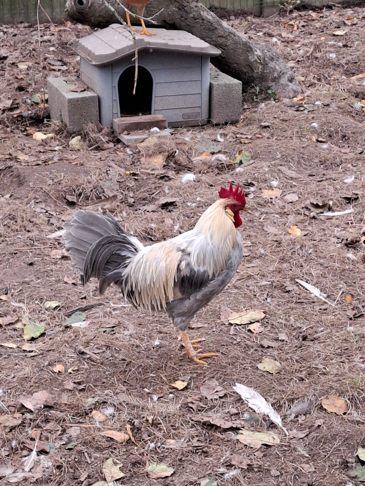 Isabel patrijs leghorn hanen., Dieren en Toebehoren