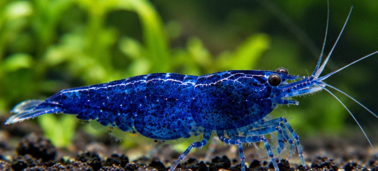 Blue Sapphire garnalen  – Neocaridina – aquariumgarnalen, Kreeft, Krab of Garnaal