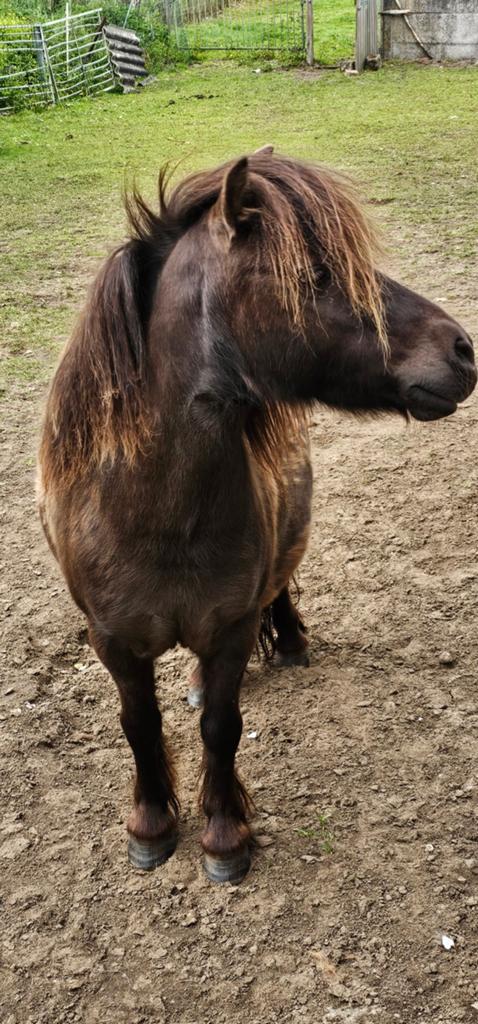 Mooie brave paardjes, Dieren en Toebehoren, Pony's, Hengst
