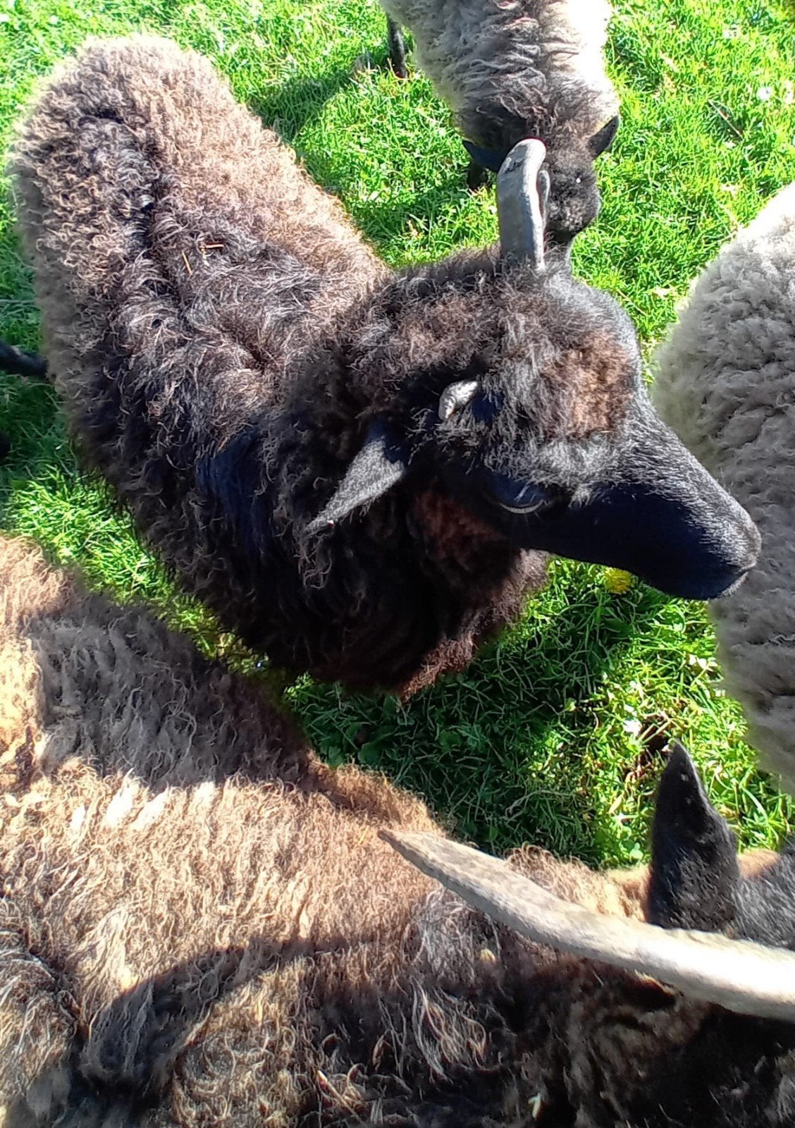 Soay en Quessant Ooi te koop, Mouton