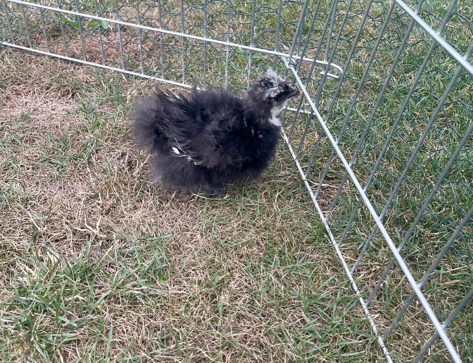 Zijdehoen hen, Dieren en Toebehoren, Pluimvee, Vrouwelijk, Kip