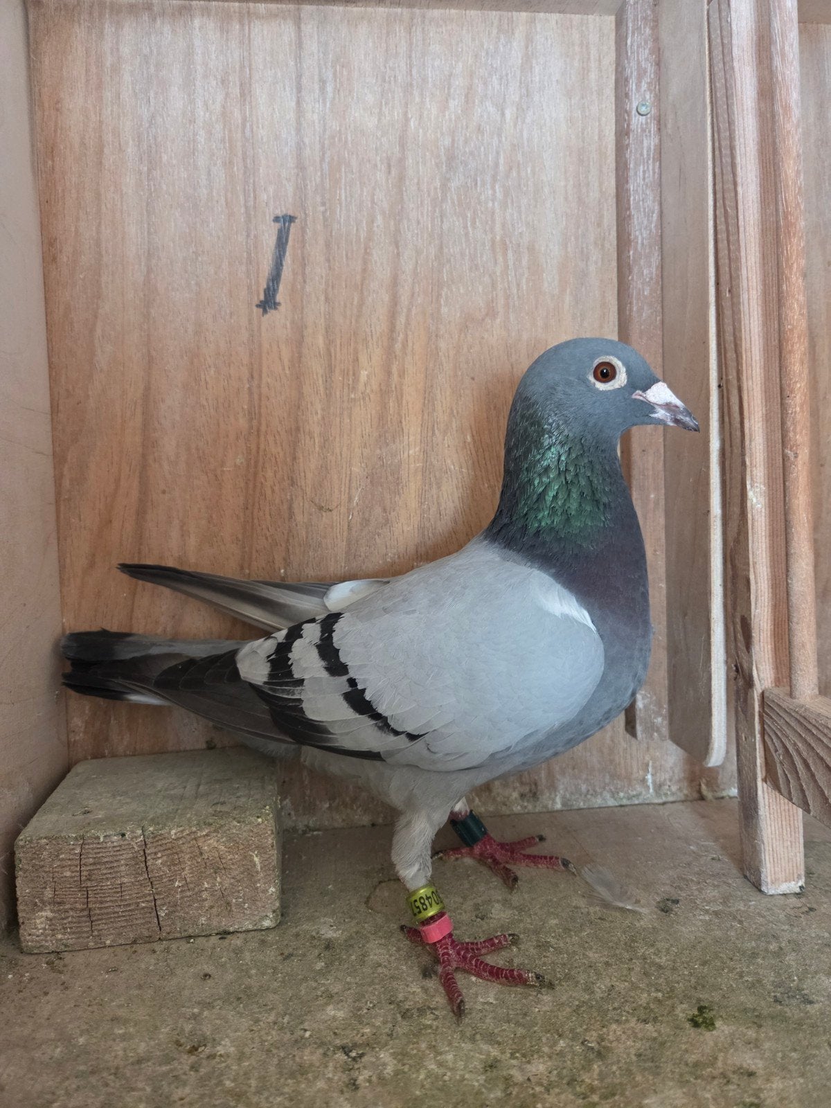 À vendre : une poule 2023, Animaux & Accessoires, Oiseaux | Pigeons