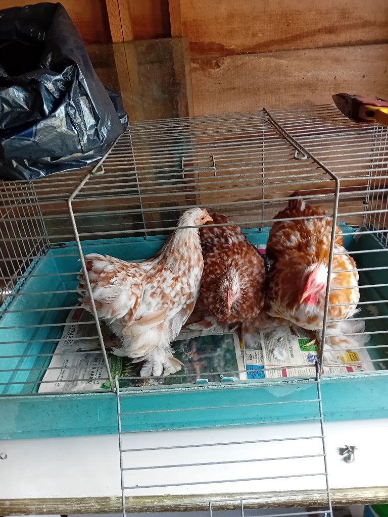 Cochin krielen, Dieren en Toebehoren, Pluimvee, Meerdere dieren, Kip