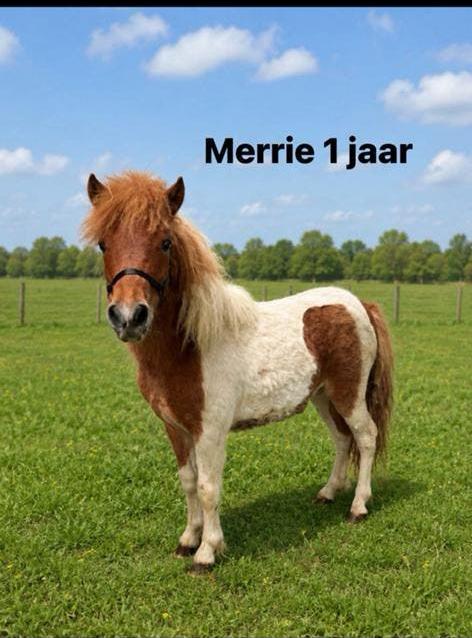 Shetlanders, Dieren en Toebehoren, Hengst, Onbeleerd, A pony (tot 1.17m)