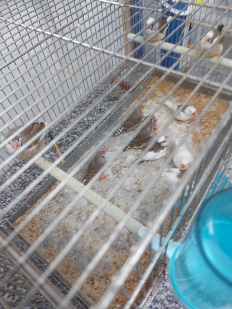 15 zebravinken, Dieren en Toebehoren, Vogels | Kanaries, Meerdere dieren, Bastaard
