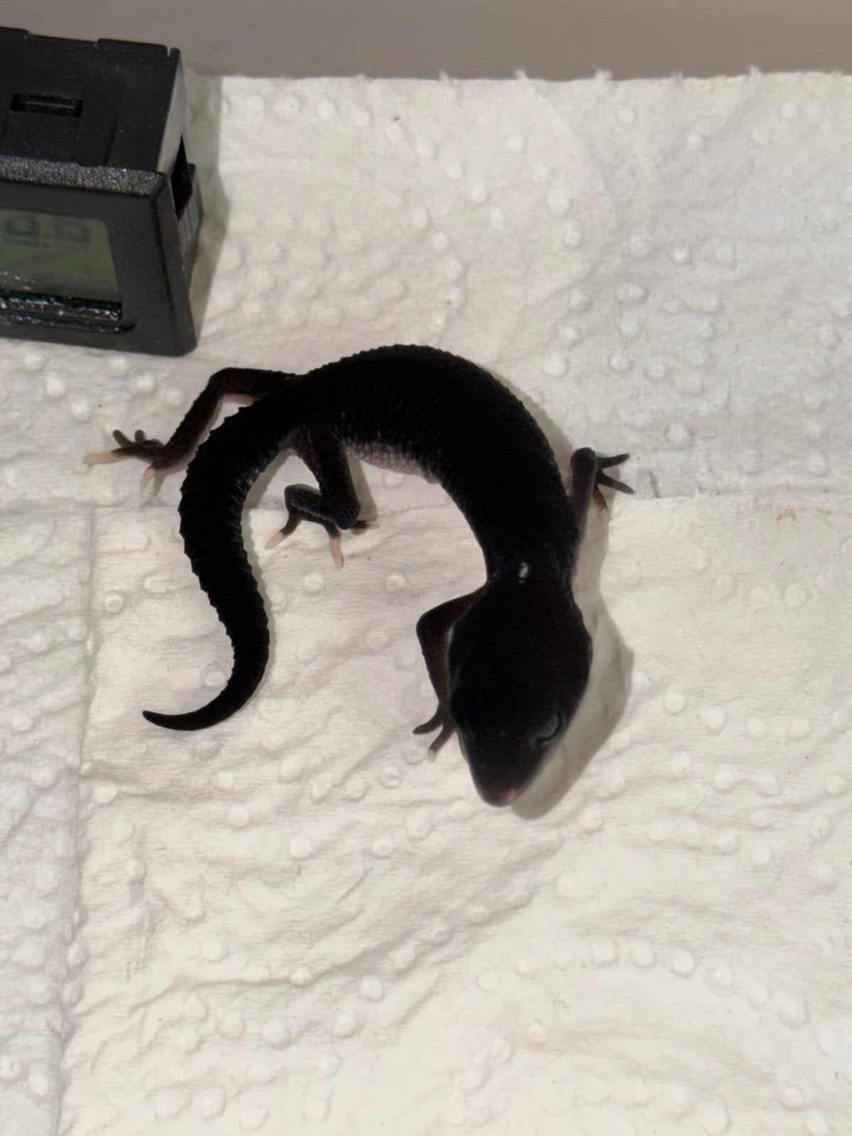 Full black night luipaardgekko, Dieren en Toebehoren, Reptielen en Amfibieën, Hagedis, Tam, 0 tot 2 jaar