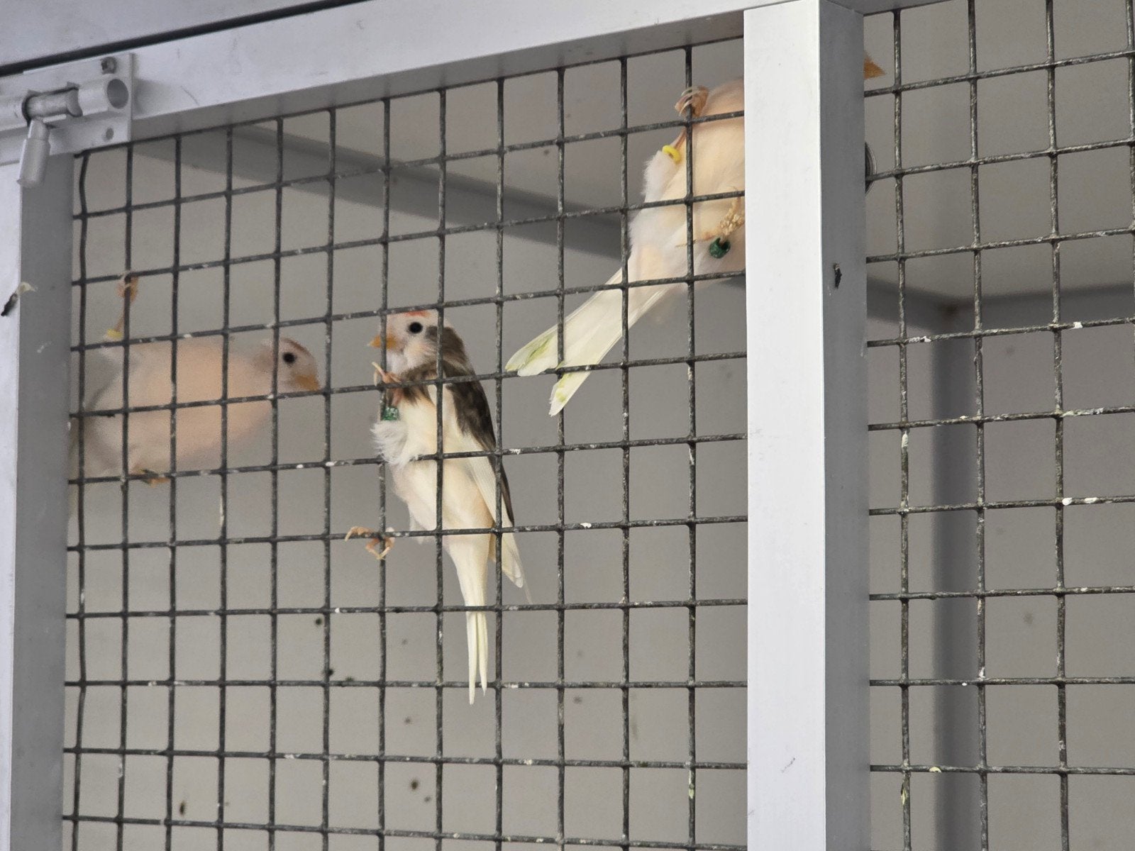 Barmsijsen, Dieren en Toebehoren, Geringd