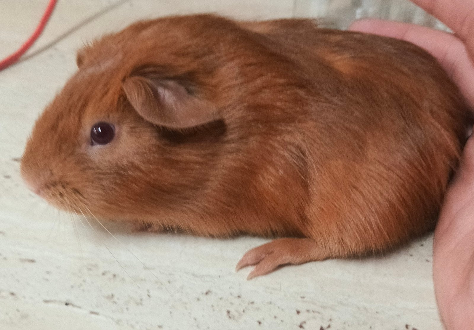 jong bruin cavia mannetje, Animaux & Accessoires, Rongeurs, Juin, Mâle, Cobaye