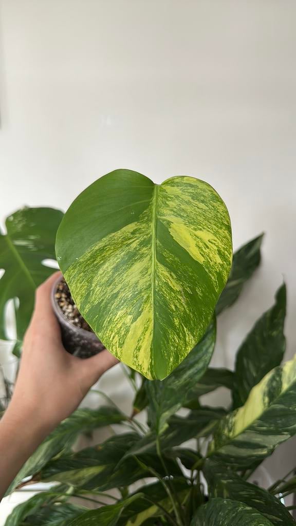 Monstera aurea, Huis en Inrichting, Kamerplanten, Ophalen