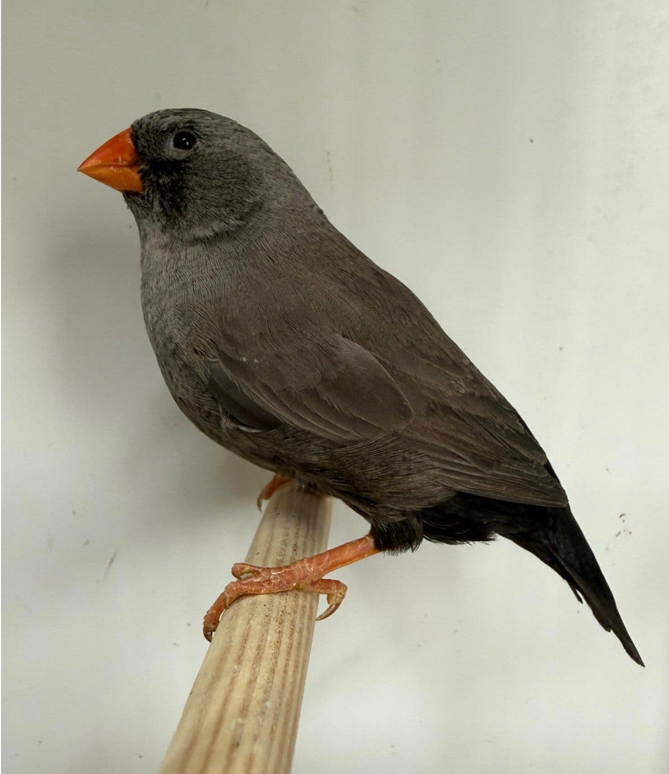 Koppel zwartwang Charcoal zebravinken, exoten, Dieren en Toebehoren