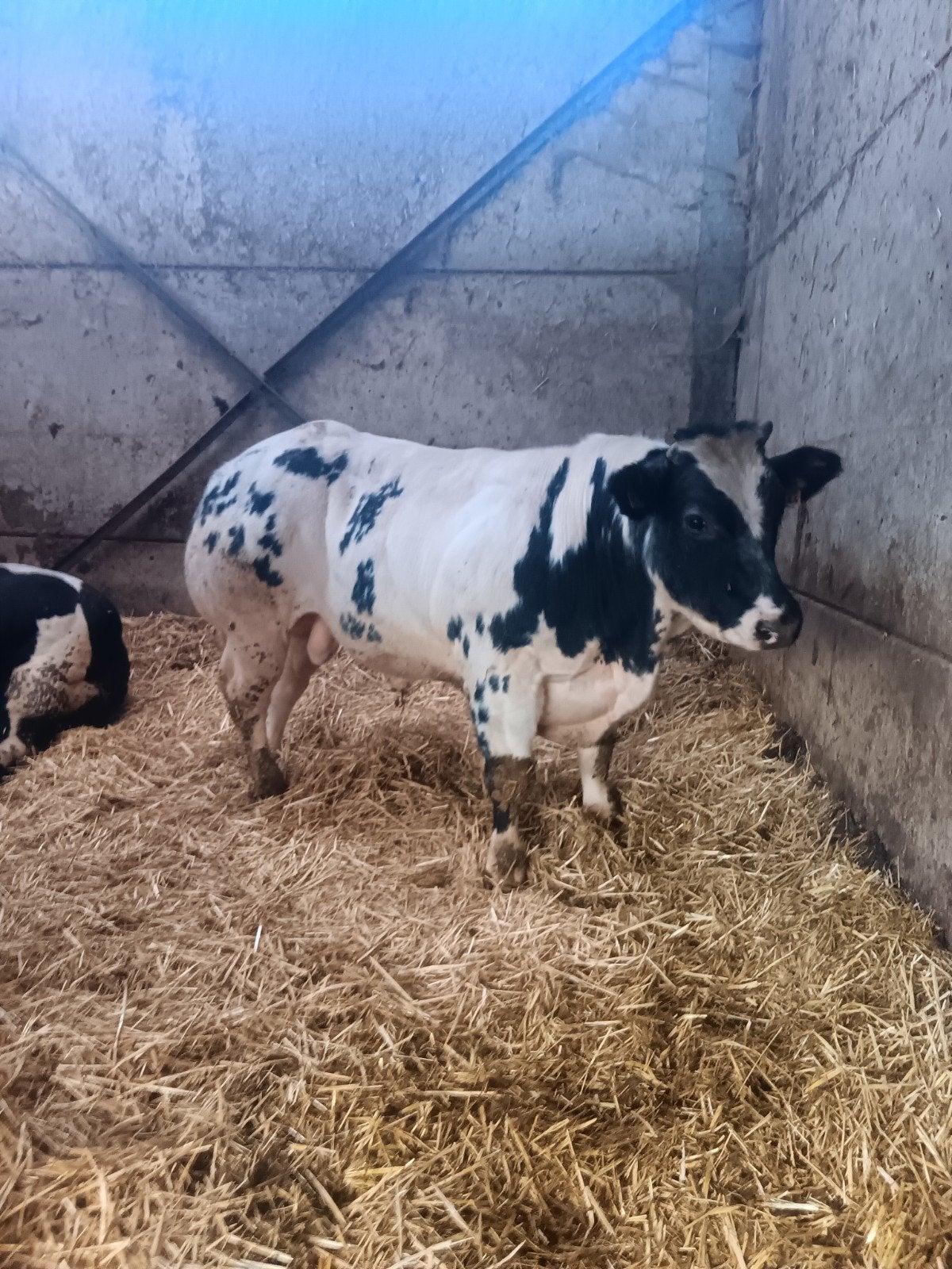 Dekstier/Springstier, Dieren en Toebehoren, Mannelijk, 0 tot 2 jaar