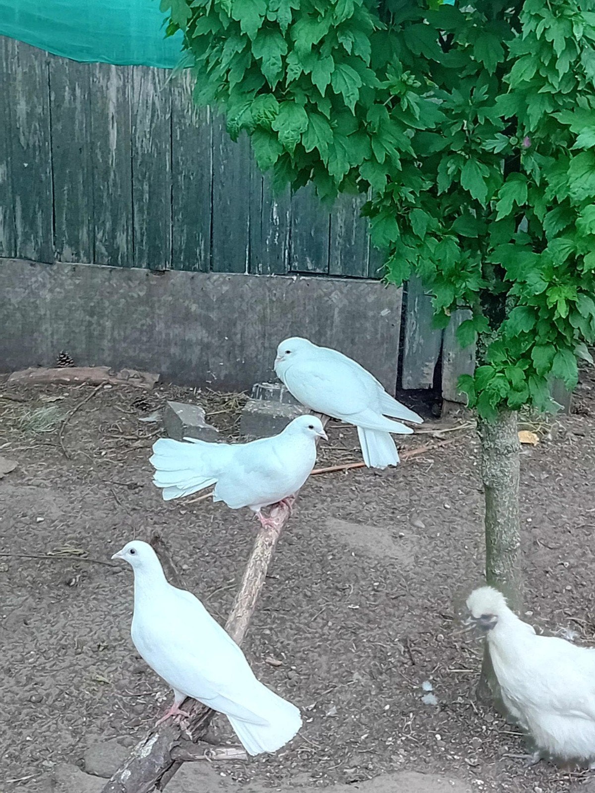 8 witte duiven pauwstaart, Meerdere dieren, Overige soorten