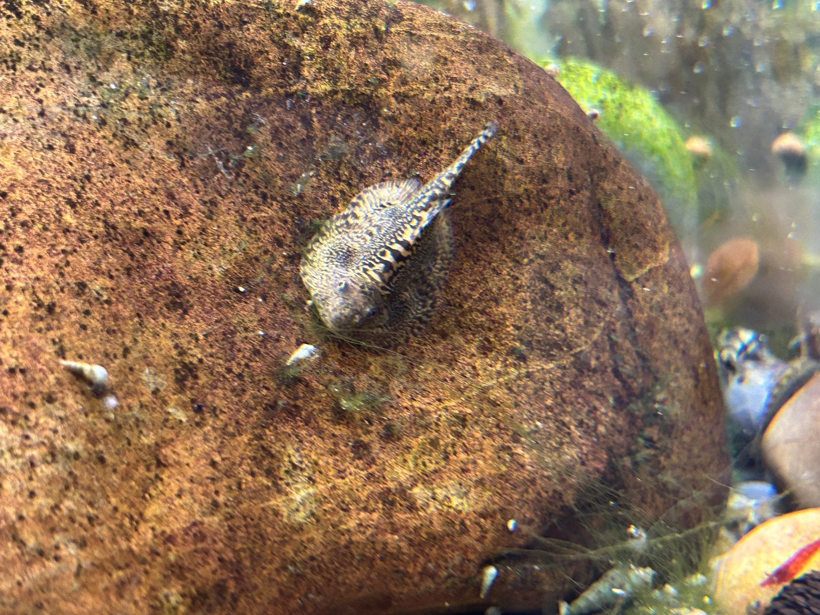 Analyse de Sewellia, Poisson