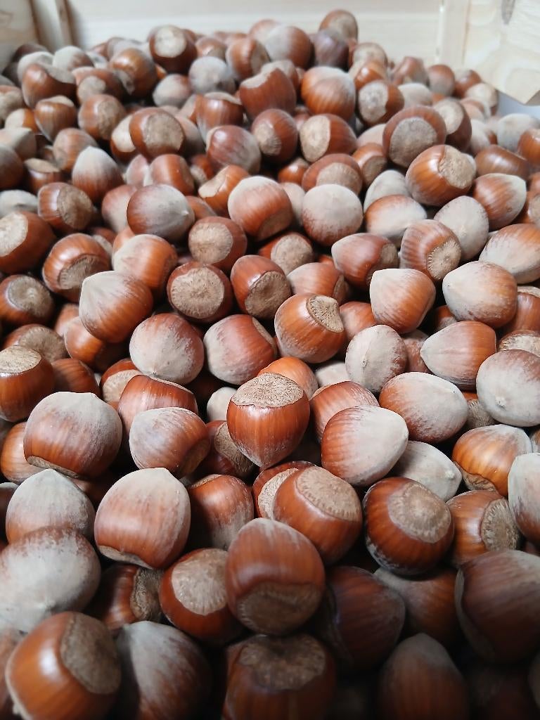 noisettes BIO impeccablement conservées 6€/kilo, Enlèvement